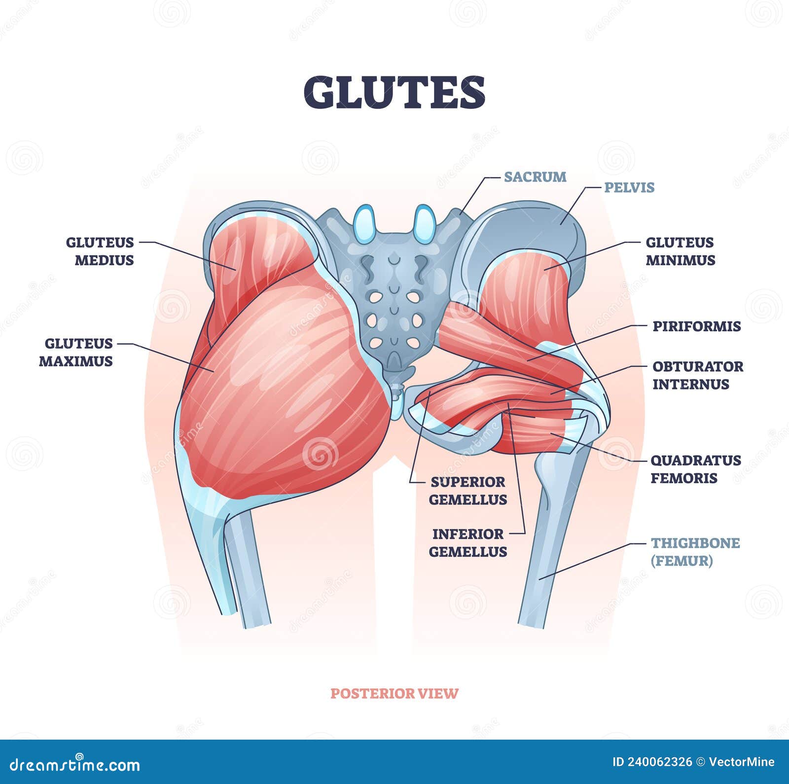glutes as gluteal body muscles for human buttocks strength outline concept