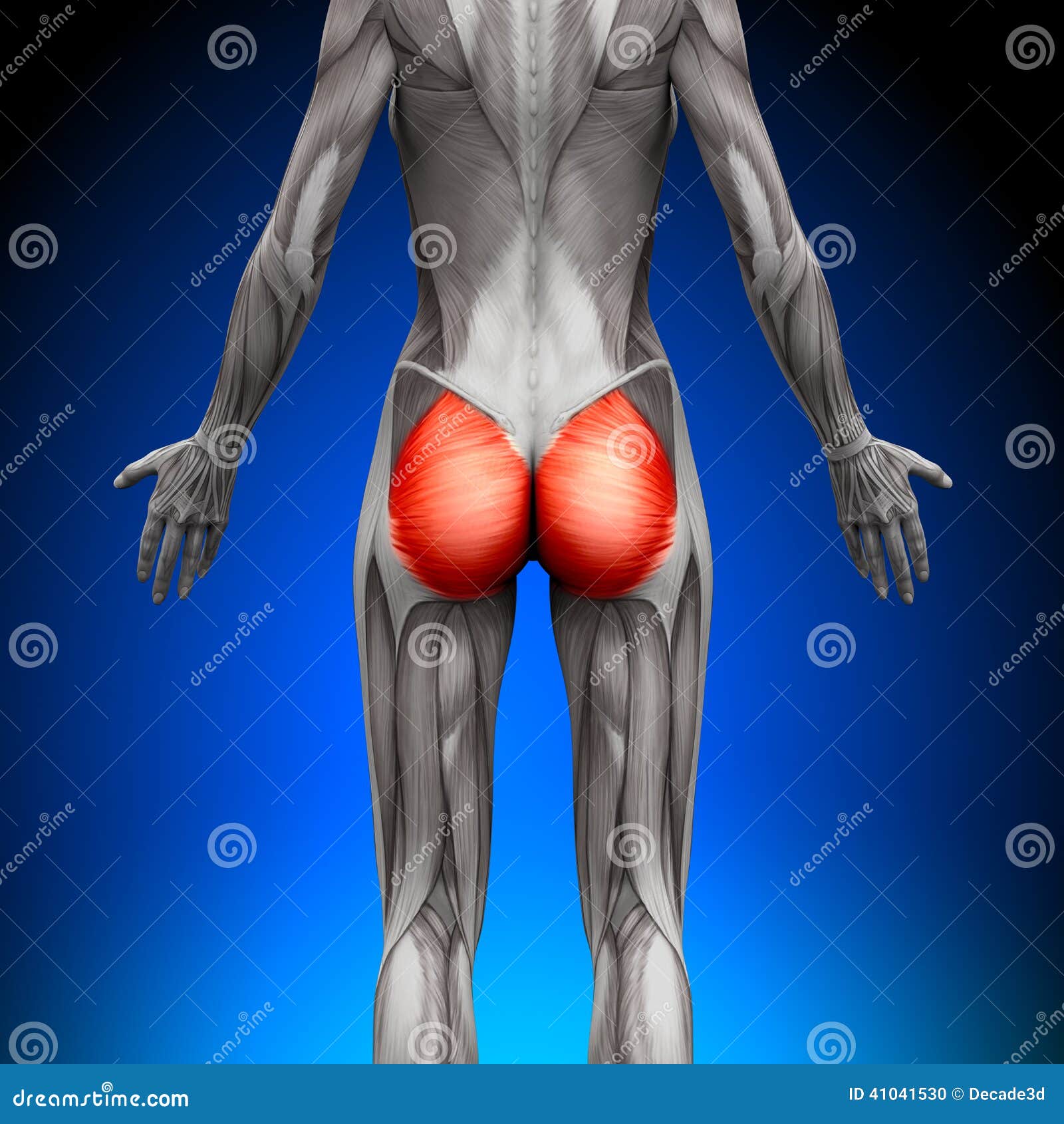 Glutes / Gluteus Maximus - Female Anatomy Muscles Stock Illustration -  Illustration of coccyx, muscular: 41041530