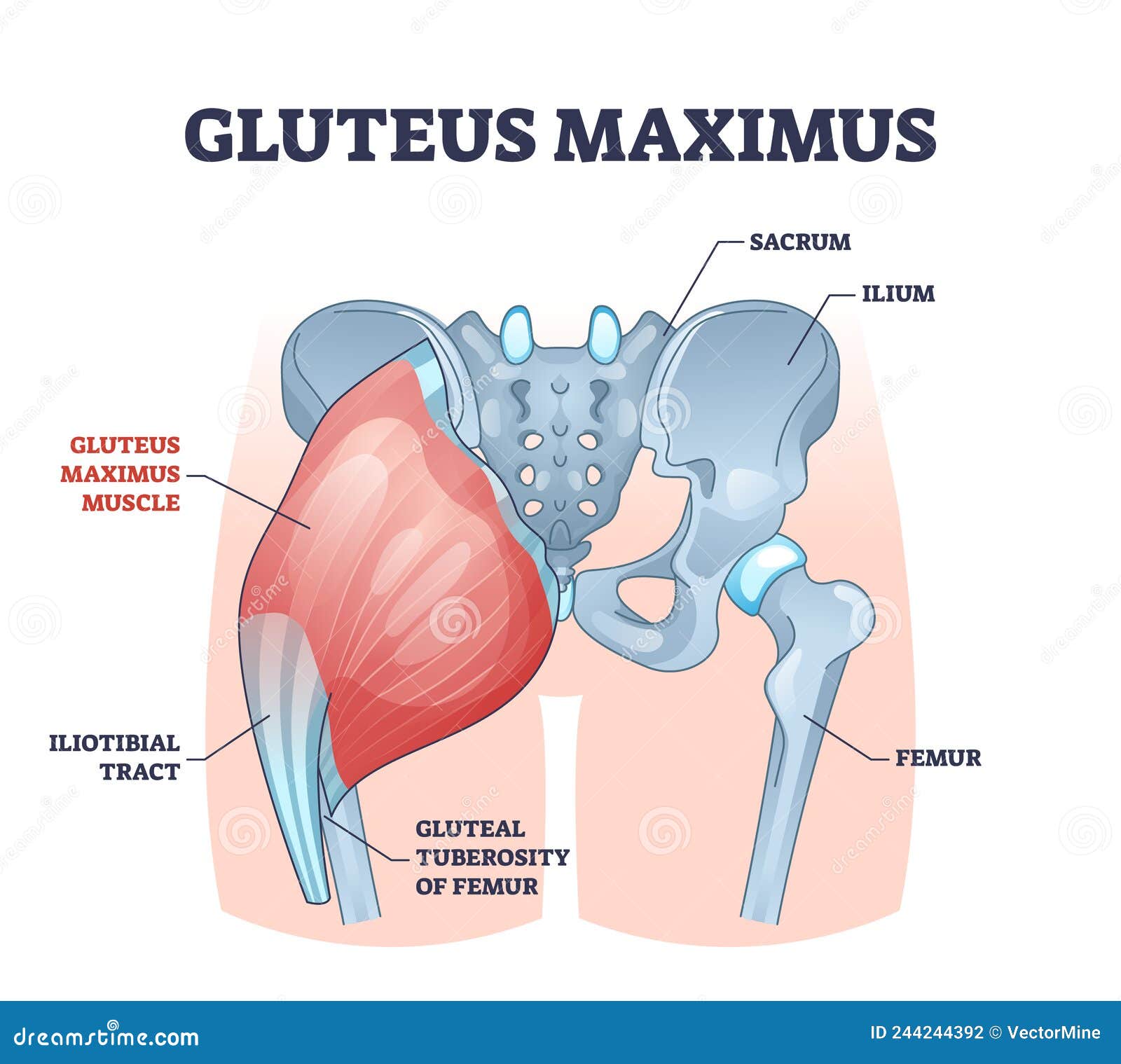 Gluteus Maximus Muscle As Medical Hip and Leg Medical Anatomy Outline  Diagram Stock Vector - Illustration of model, skeleton: 244244392