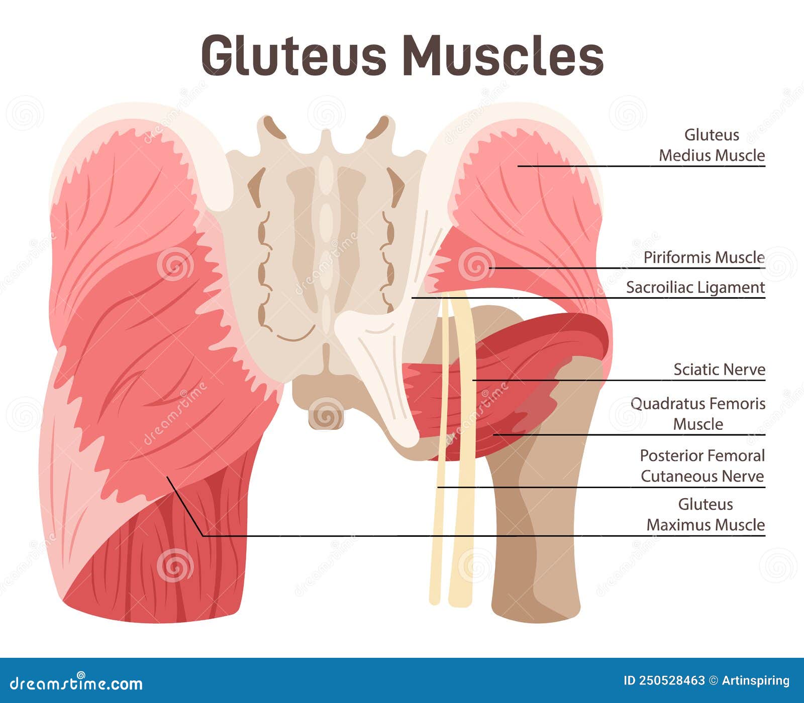 Major glute muscles with medius, maximus and minimus parts outline