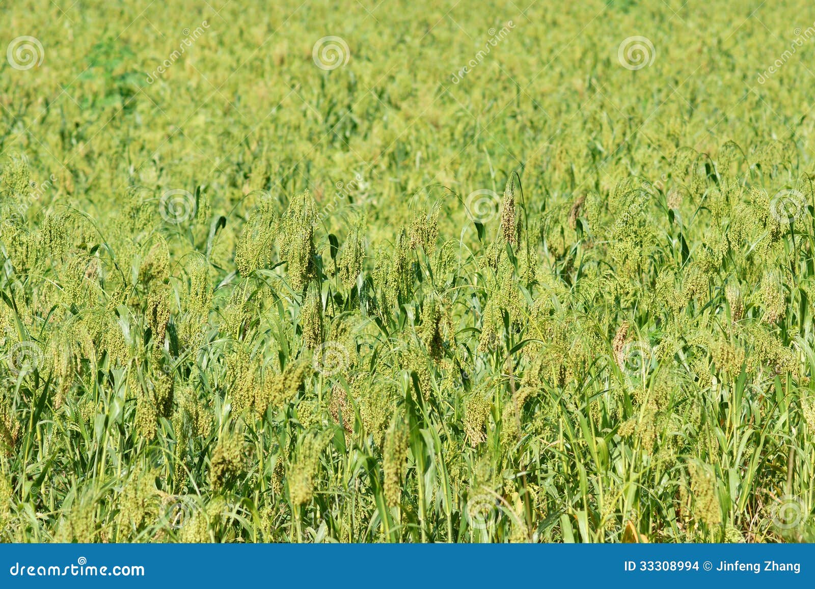 Glutinous broom corn stock photo. Image of eating, agriculture 33308994