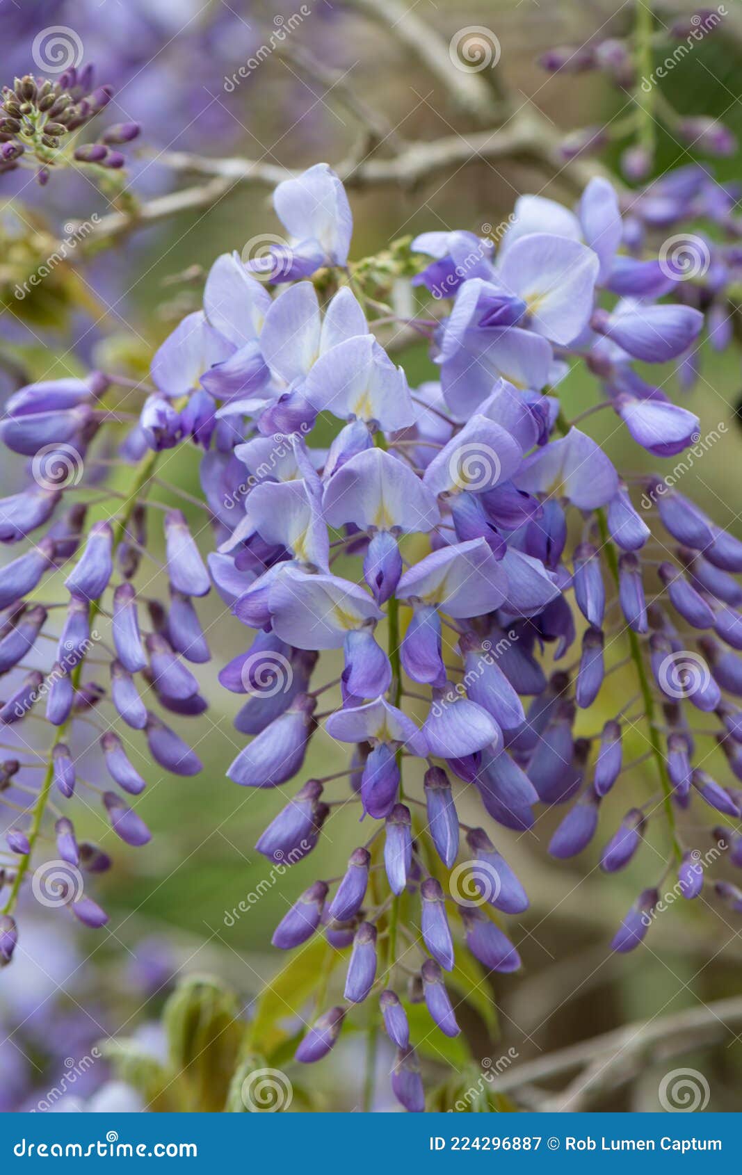 WISTERIA sinensis bleue / GLYCINE DE CHINE BLEUE