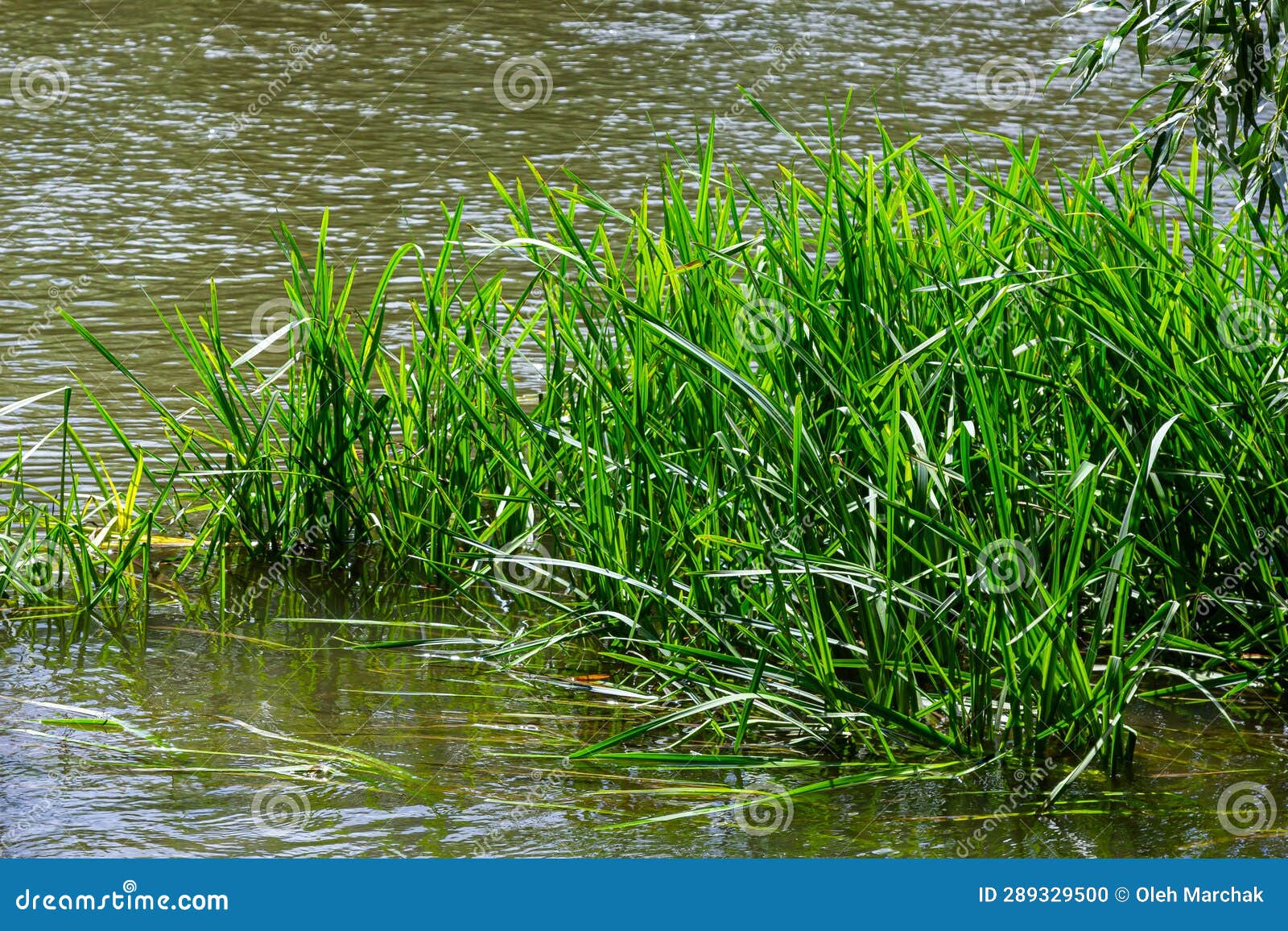 Reed Sweet-grass