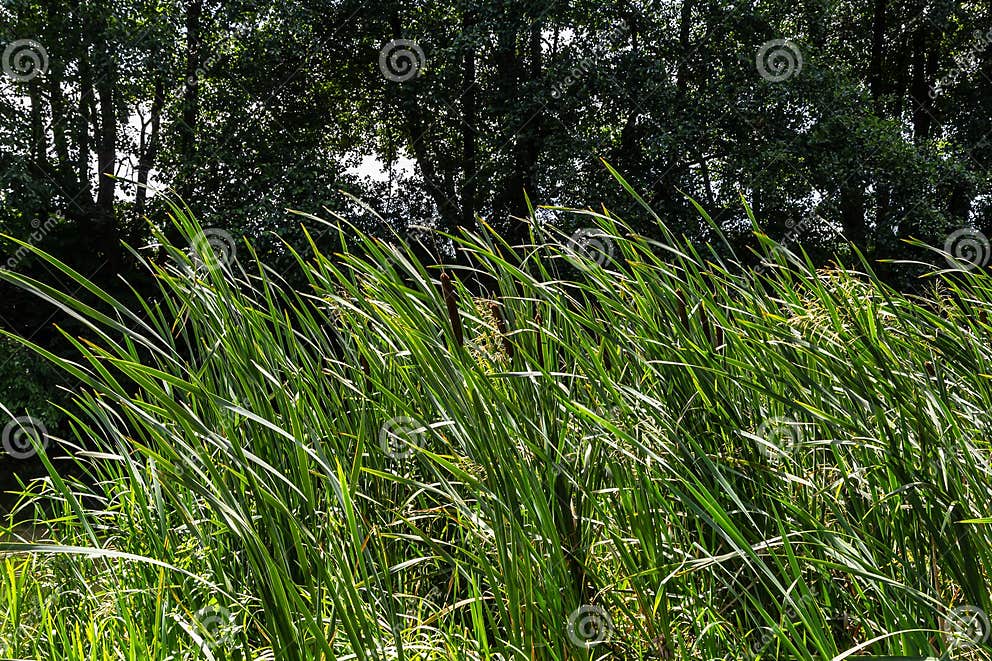 Glyceria Maxima, Commonly Known As Great Manna Grass, Reed Mannagrass