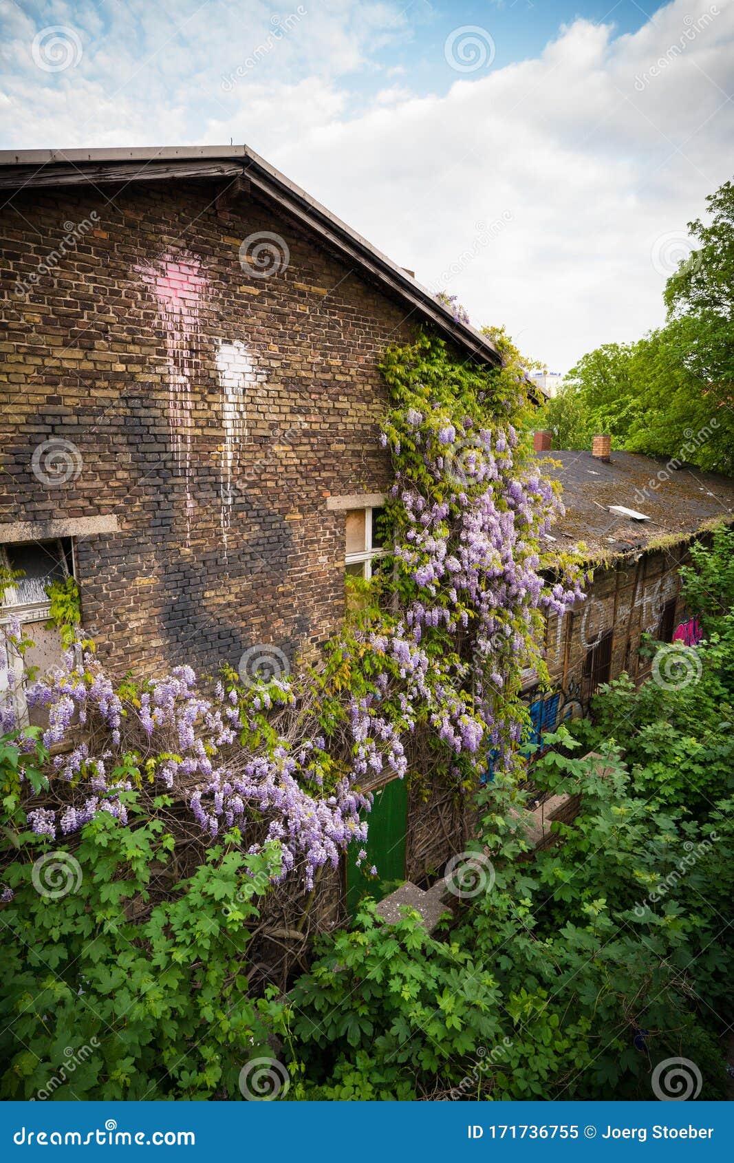 Glycine Rampante Avec Des Fleurs Violettes Au Printemps Image stock - Image  du fleuraison, arbustes: 171736755