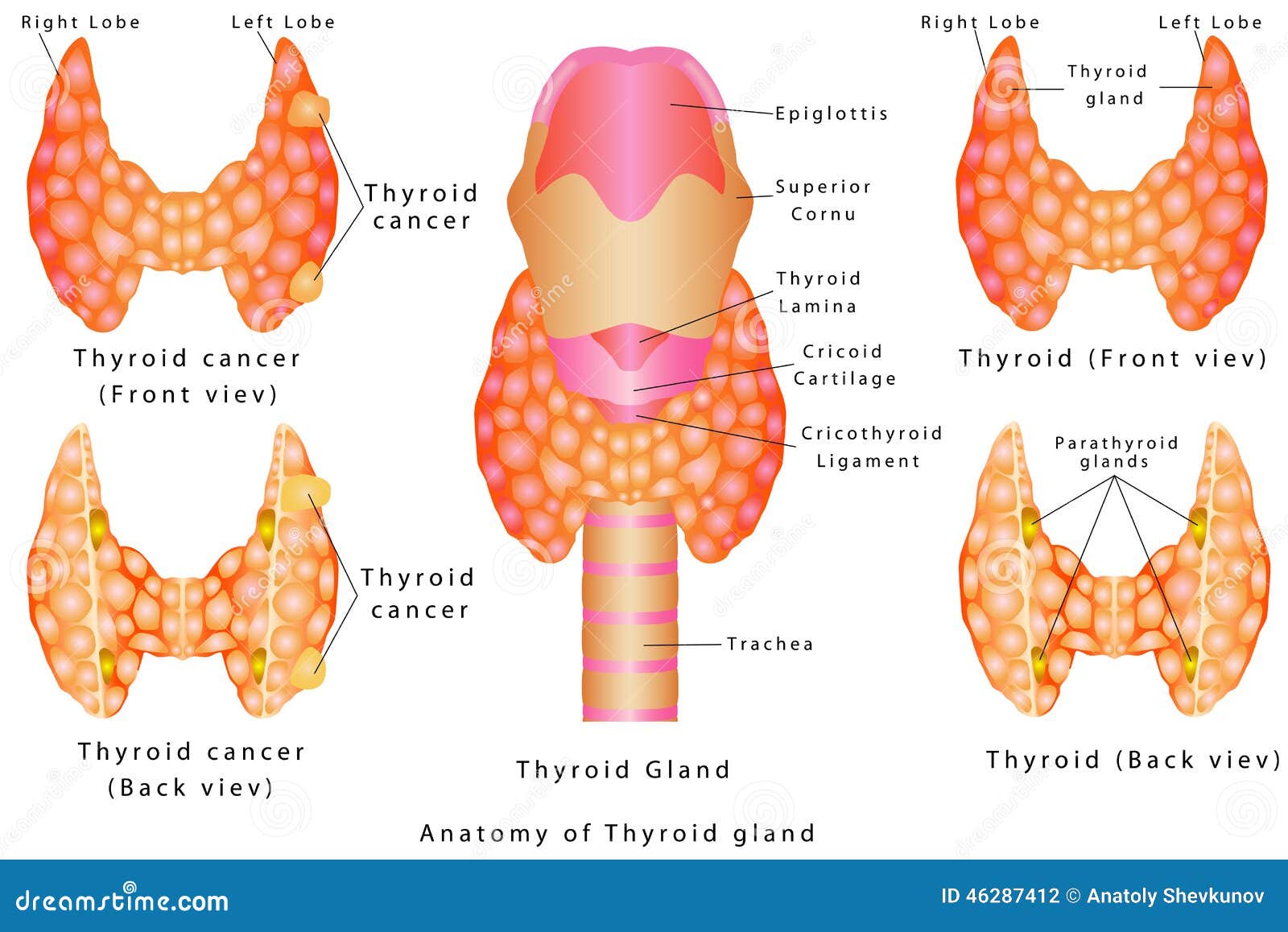 Cruciferas y tiroides