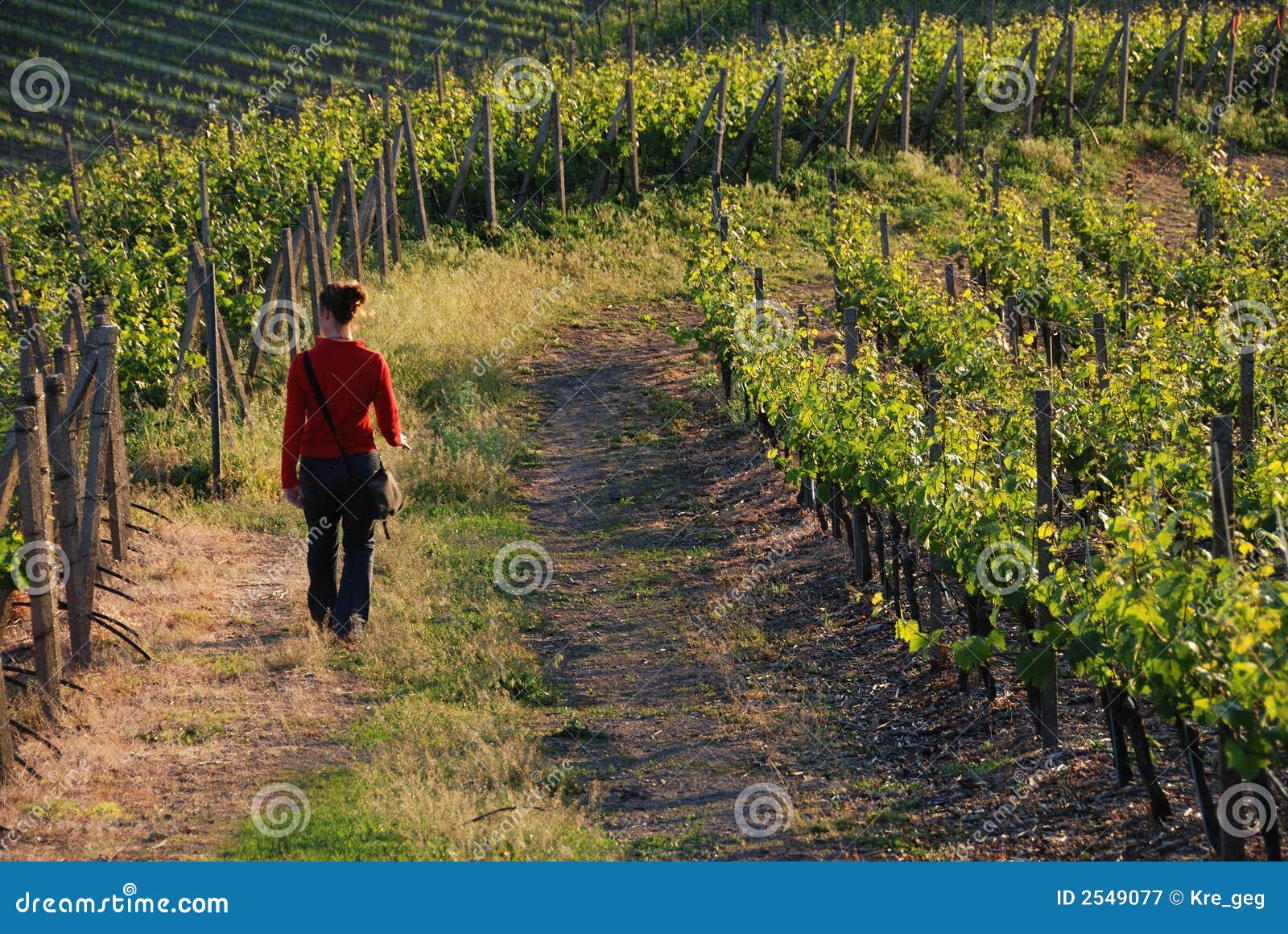 Glättung des Wegs. Frau, die auf eine Methode durch Wein ripes geht