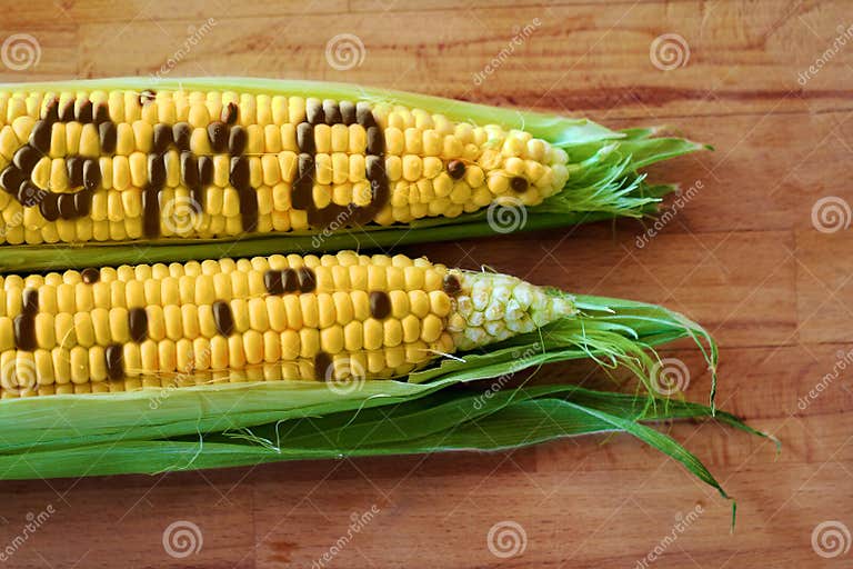 Gmo corn stock image. Image of controversial, biology 37670025