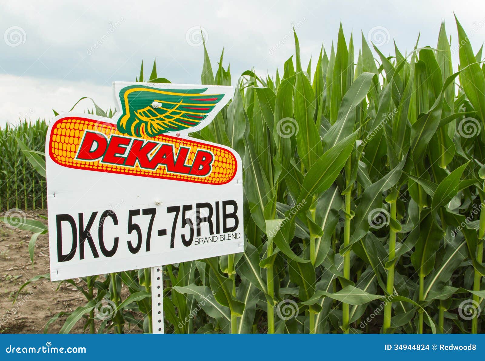 GMO Midwestern USA Corn editorial stock image. Image of herbicides