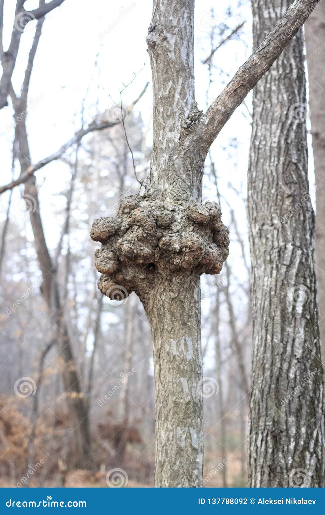 a gnarl or knot in wood looks like nodule