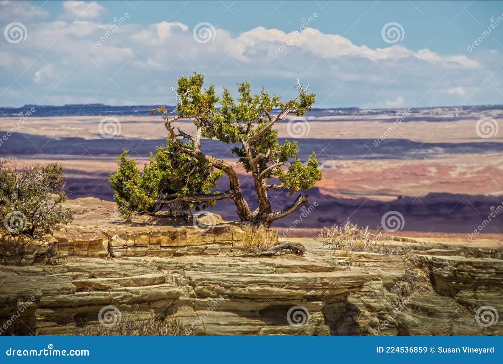 gnarled cedar tree growing in arid rock cliff overlooking distant canyonlands stretching to horizon in utah usa - selective focus