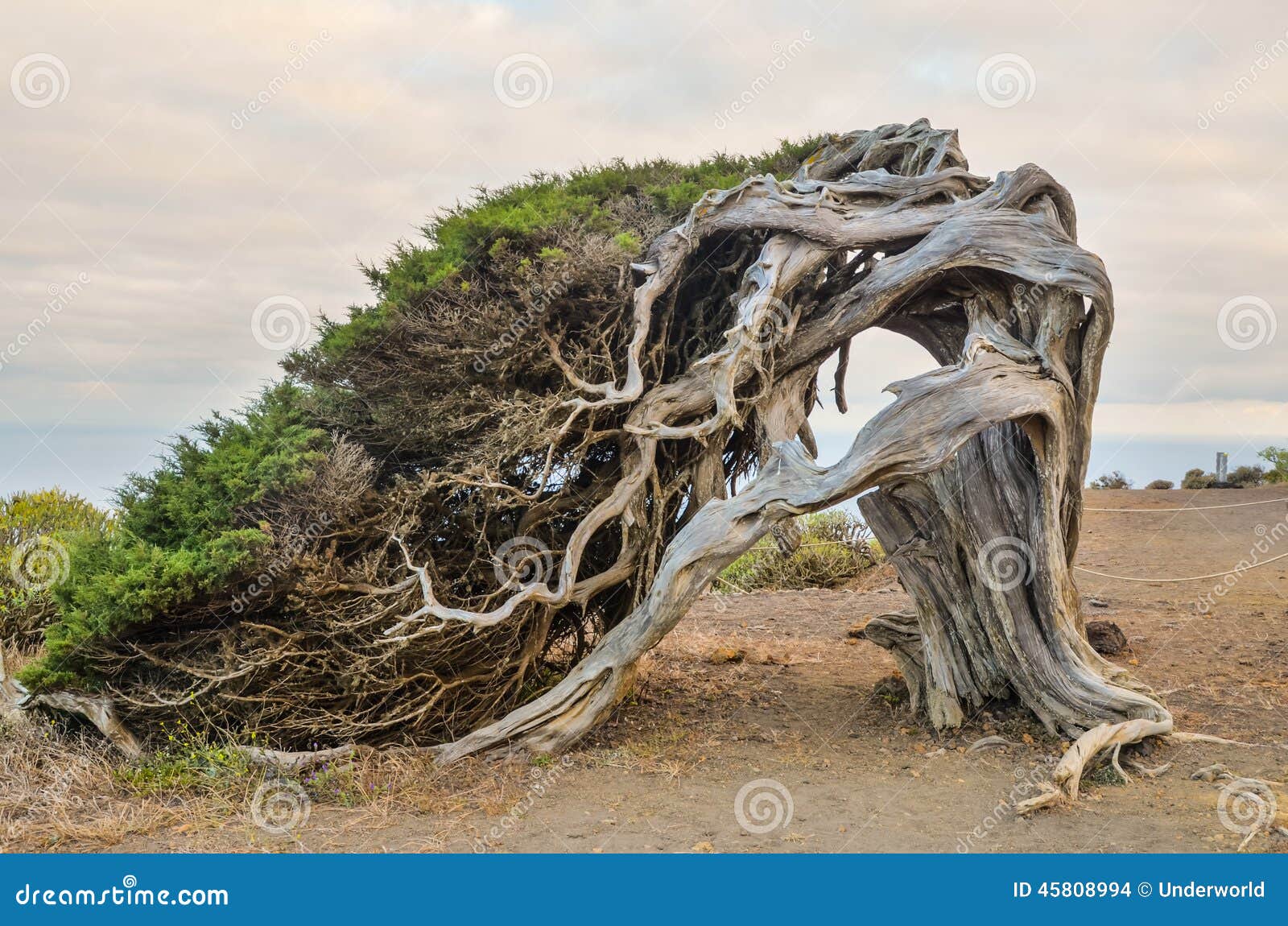 gnarled juniper tree d by the wind