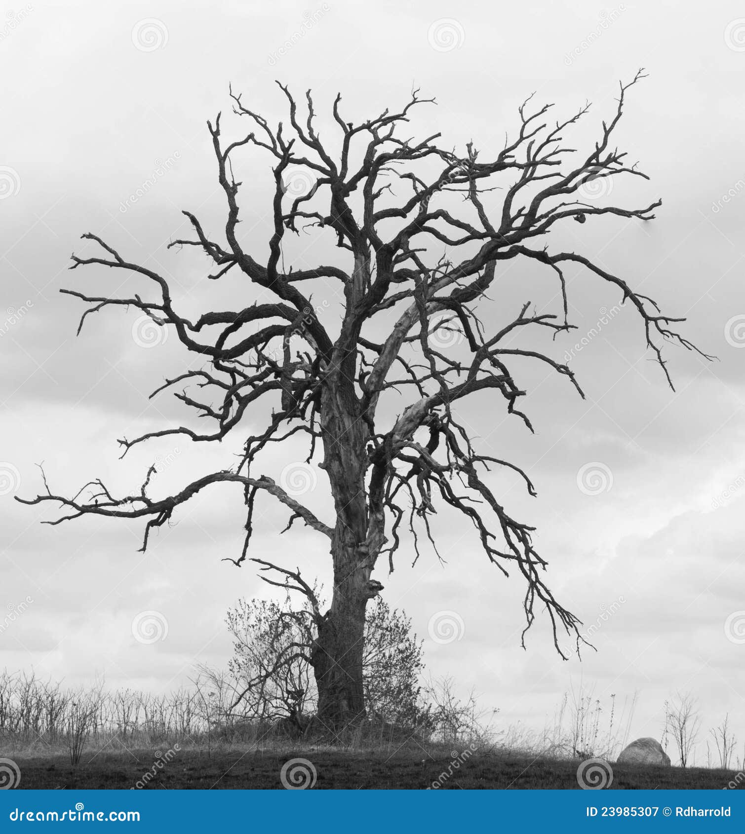 gnarled oak tree ii