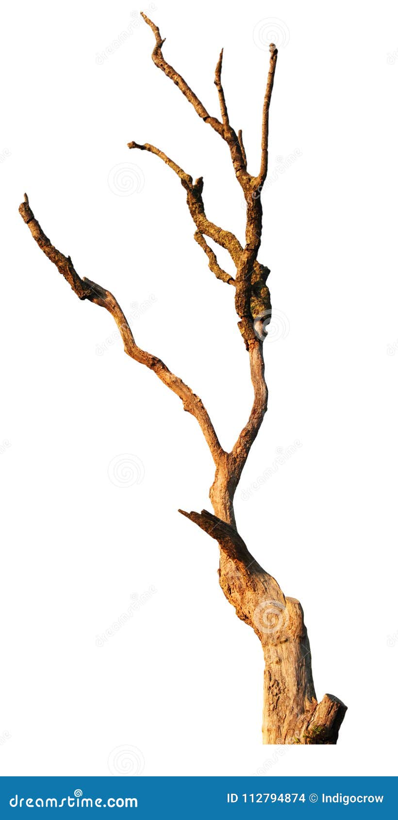 Isolated Gnarled Tree stock photo. Image of wood, trees - 112794874