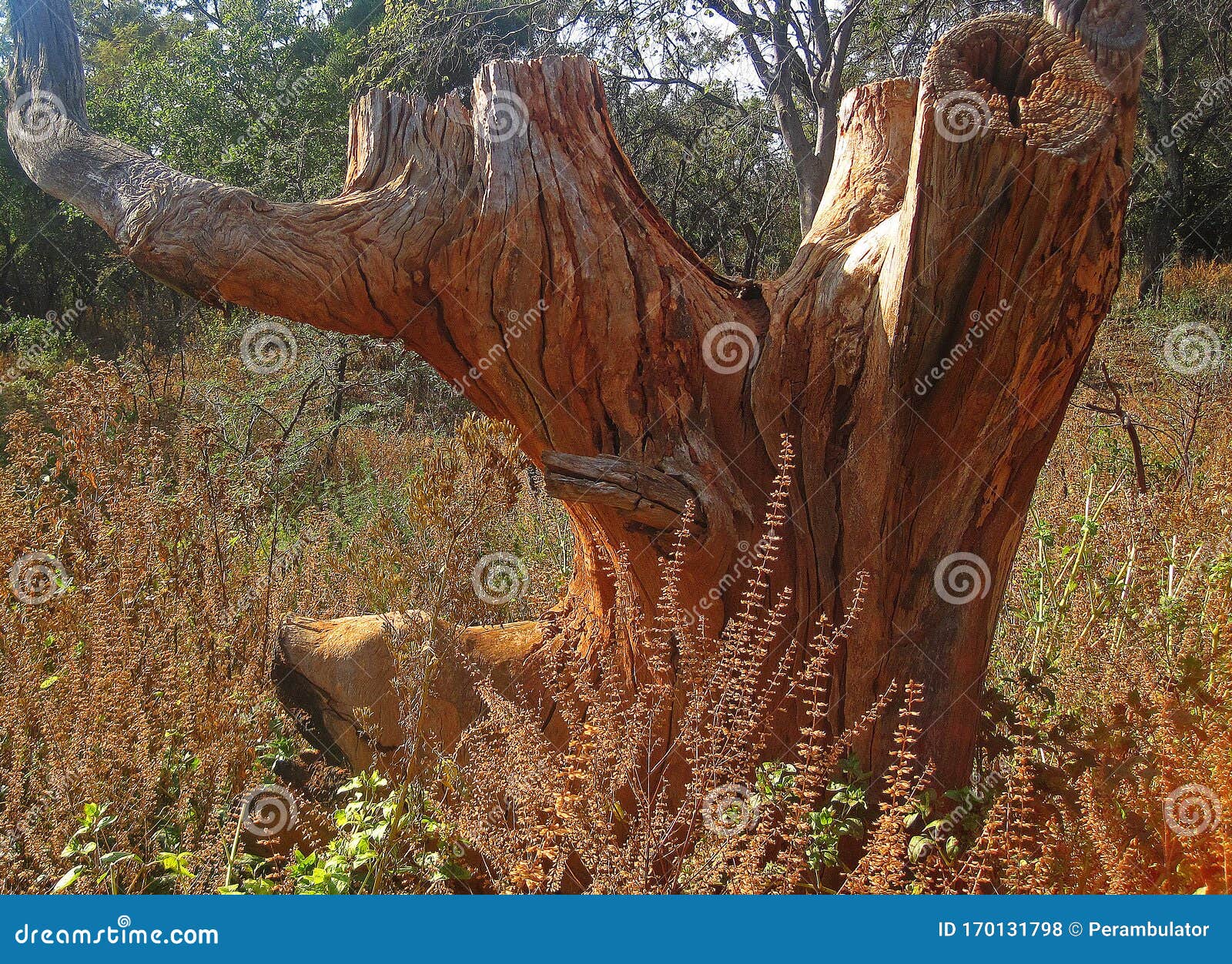 GNARLED REMNANT of a TREE STUMP in the GROUND in NATURE Stock Photo