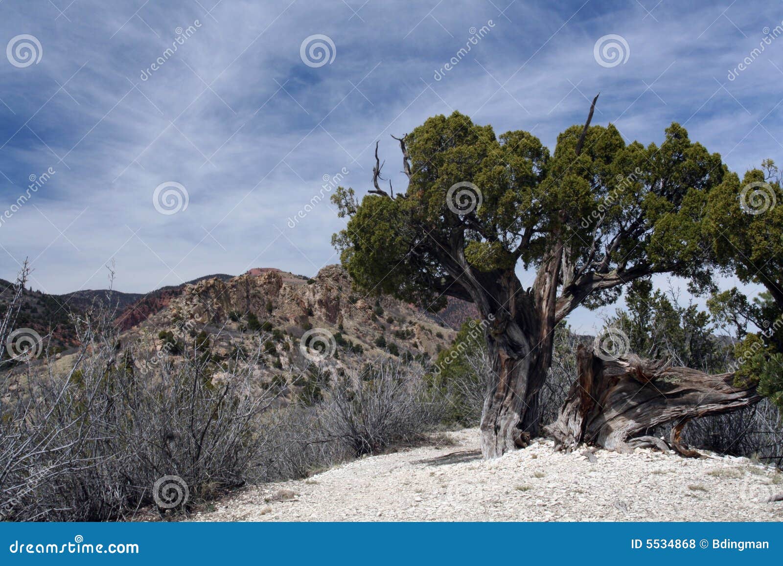 gnarled tree in desolate landscape