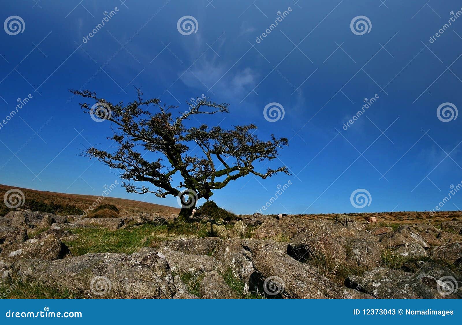 a gnarled tree on weatherdon hill