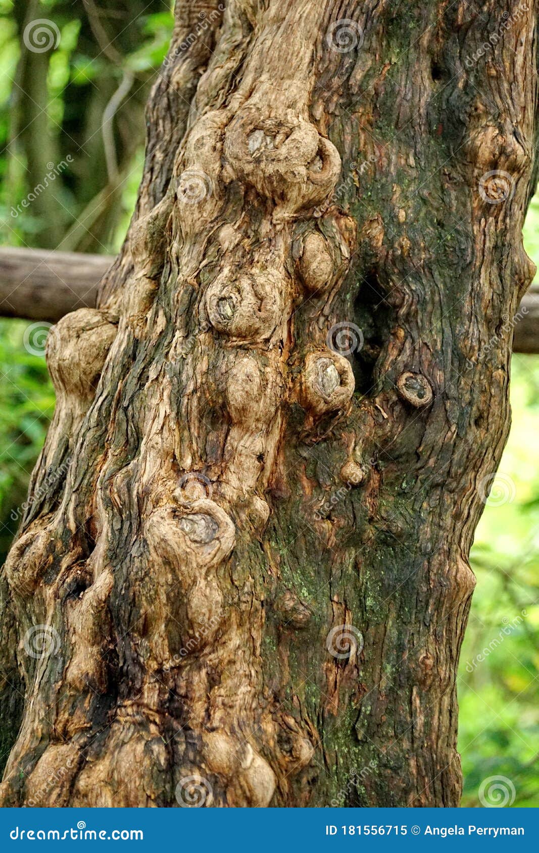 Knobby tree trunk stock image. Image of gnarled, wood 181556715