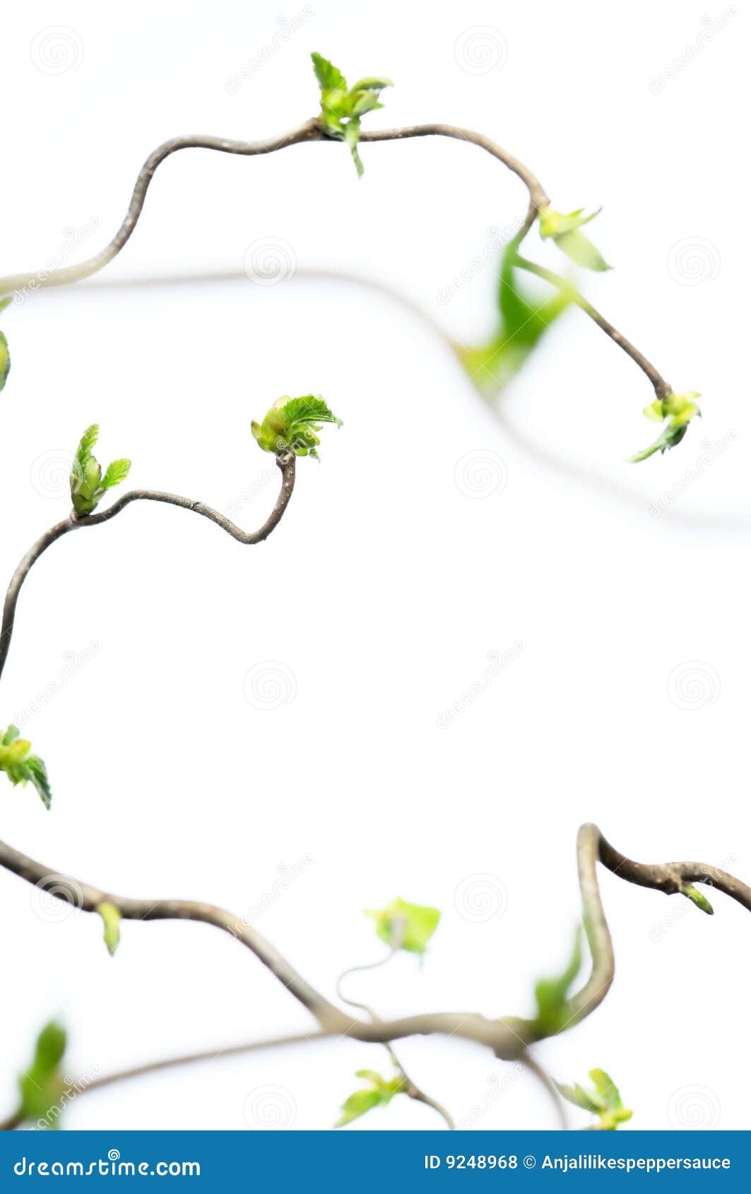 gnarly branches with young leaves