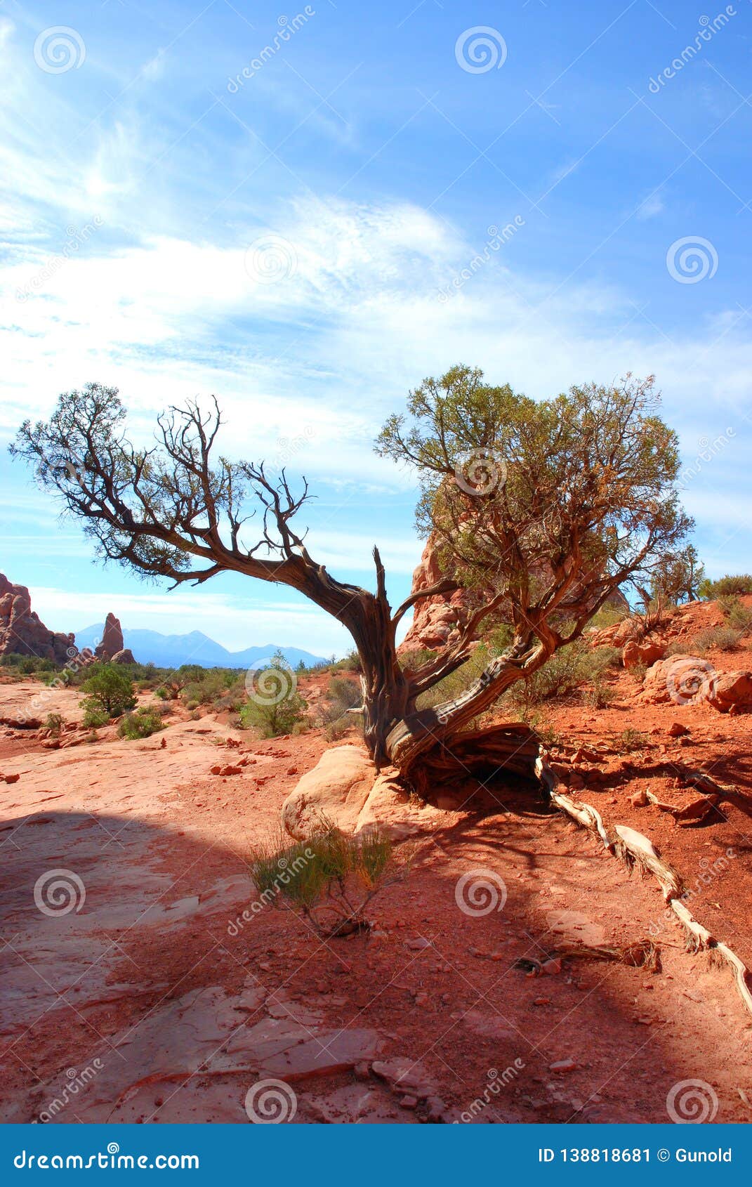 gnarly old tree in arches national park