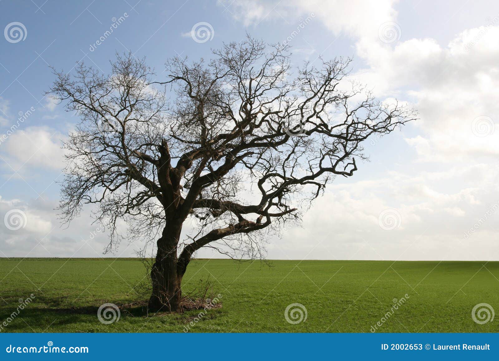 gnarly old tree