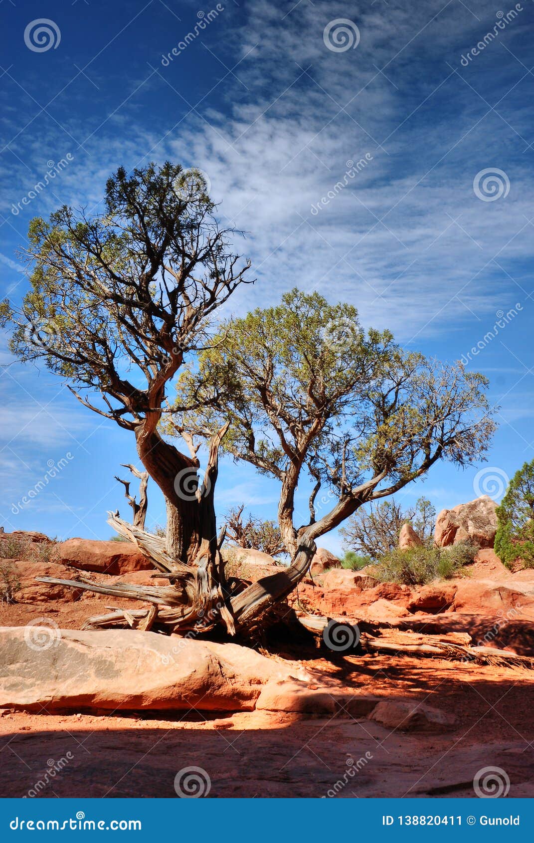 gnarly old tree in arches national park