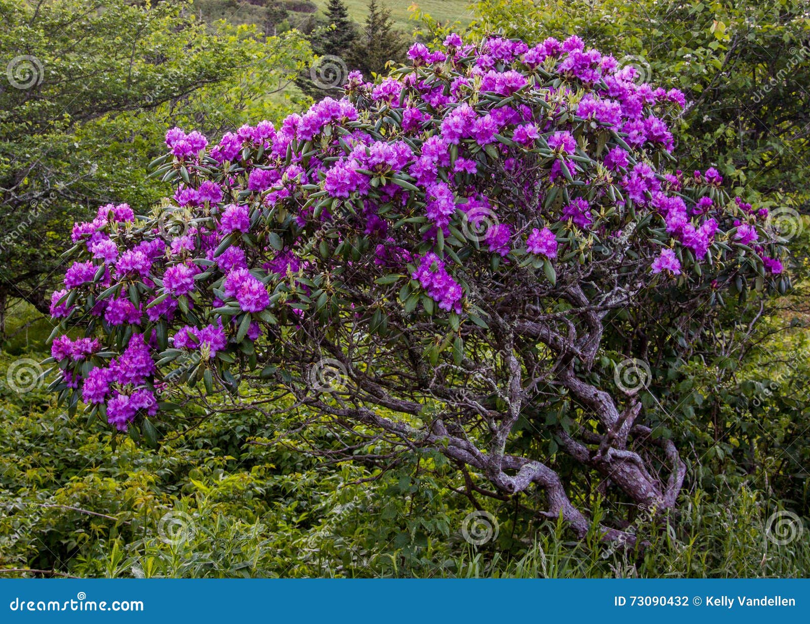 gnarly rhododendron bush covered in blooms