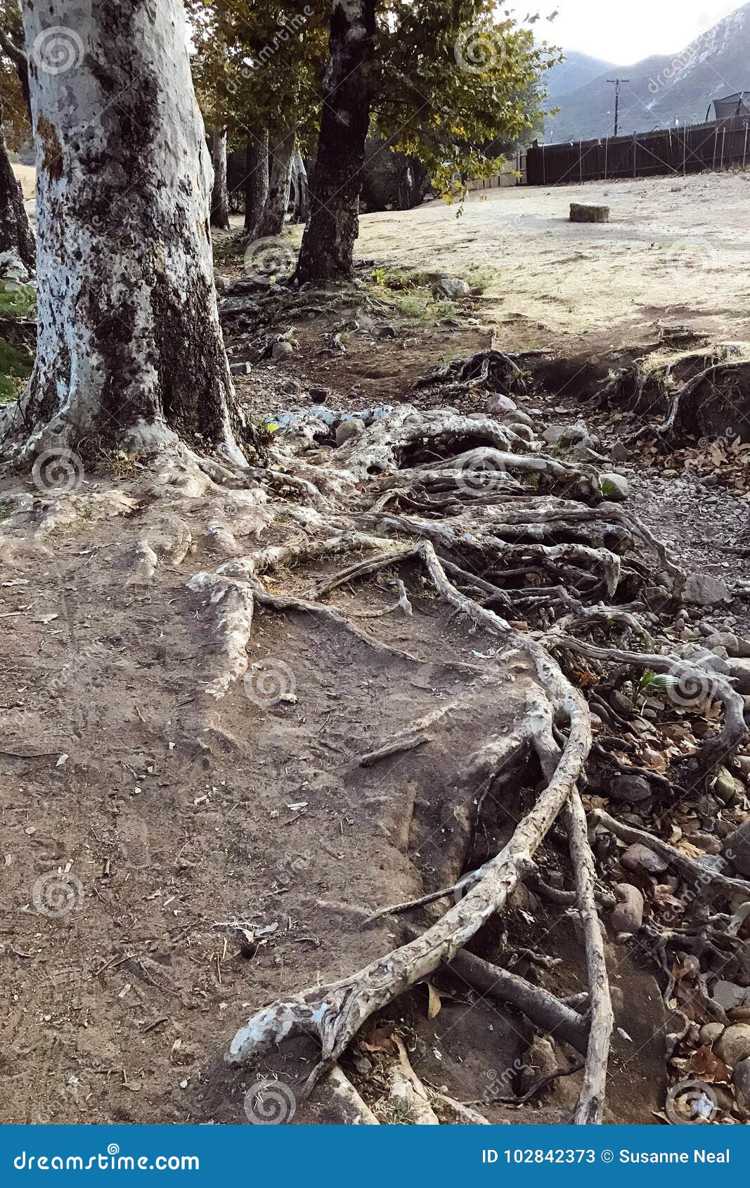 gnarly roots above ground of a tree