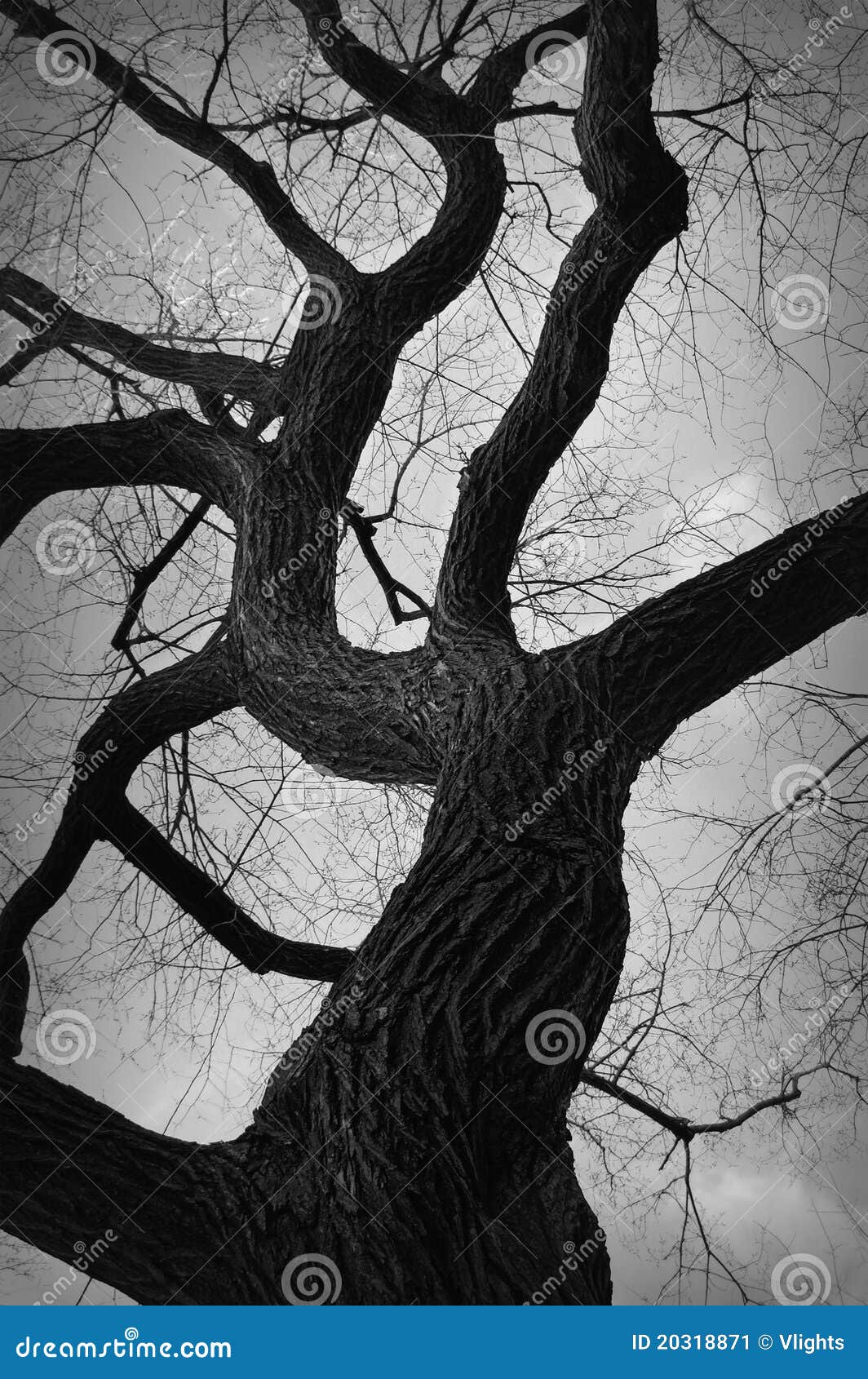 gnarly tree