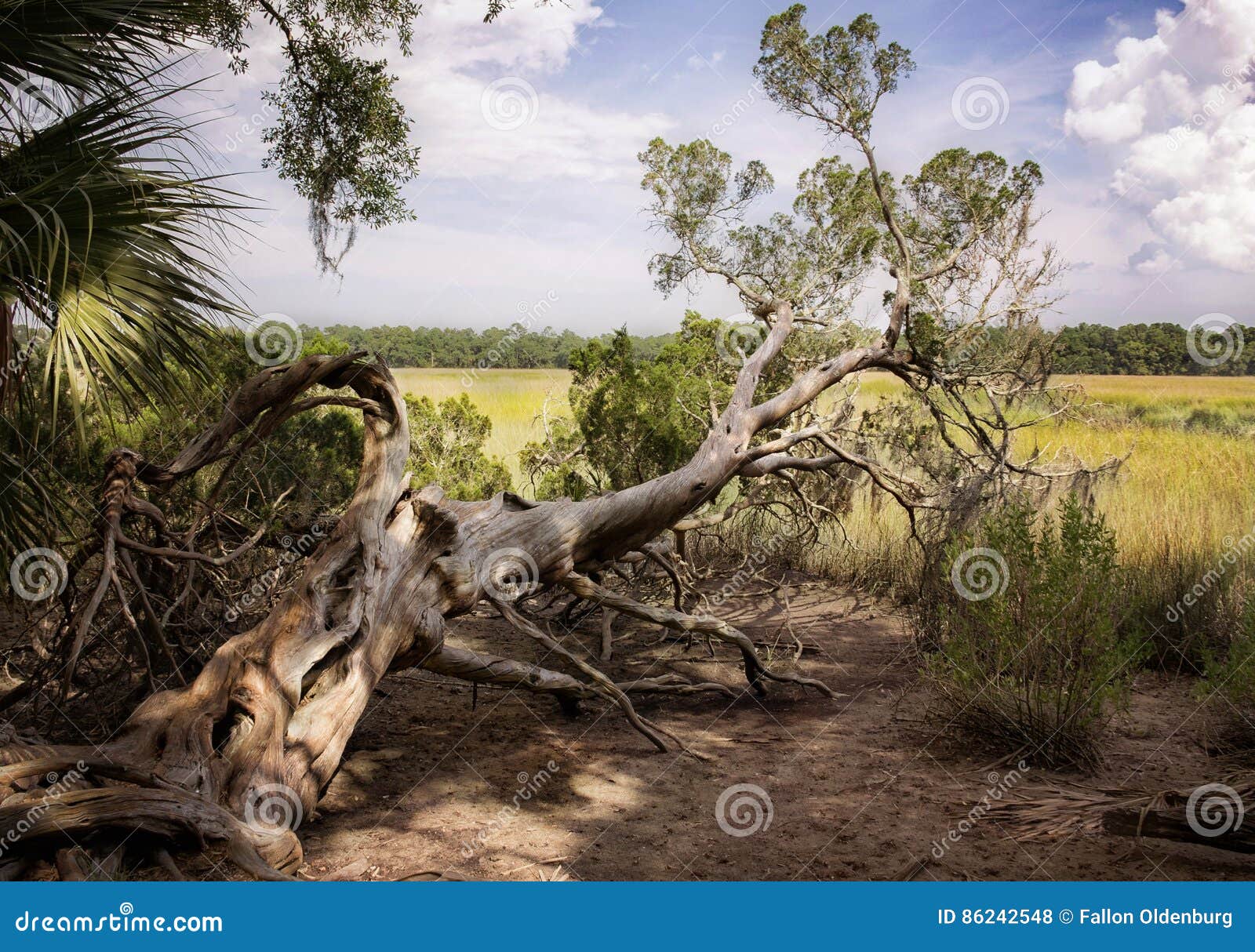 gnarly tree in the swamplands