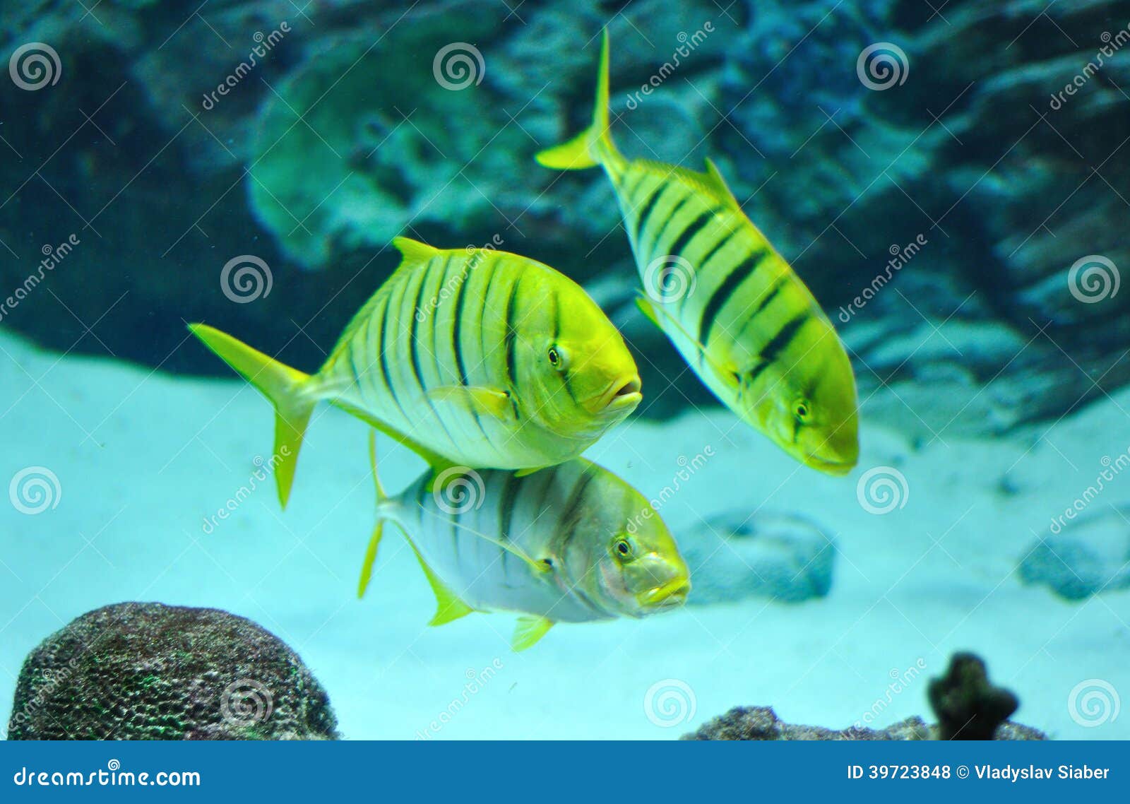 white fish with black stripes white fish with black stripes
