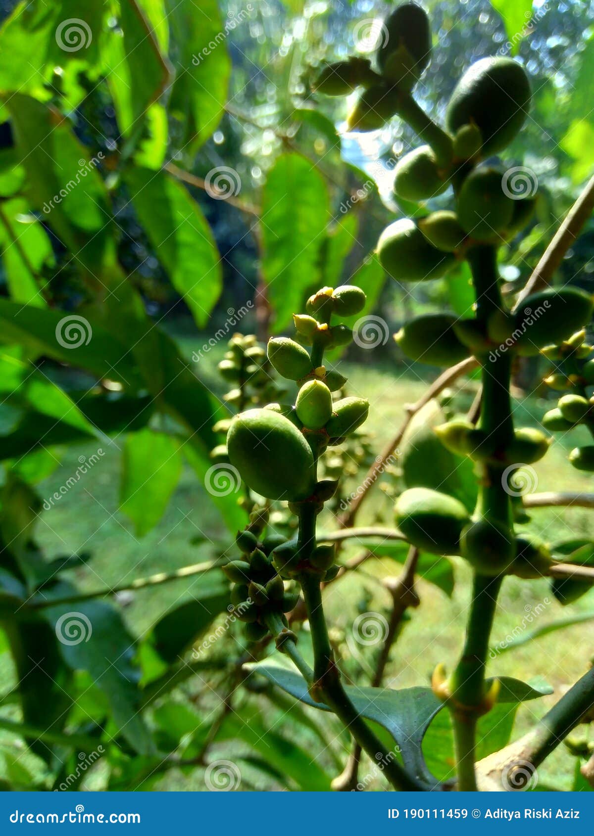 gnetum gnemon also called gnemon, melinjo, belinjo, kuliat, culiat, bago, bigo and padi oats, paddy oats with a natural backgrou