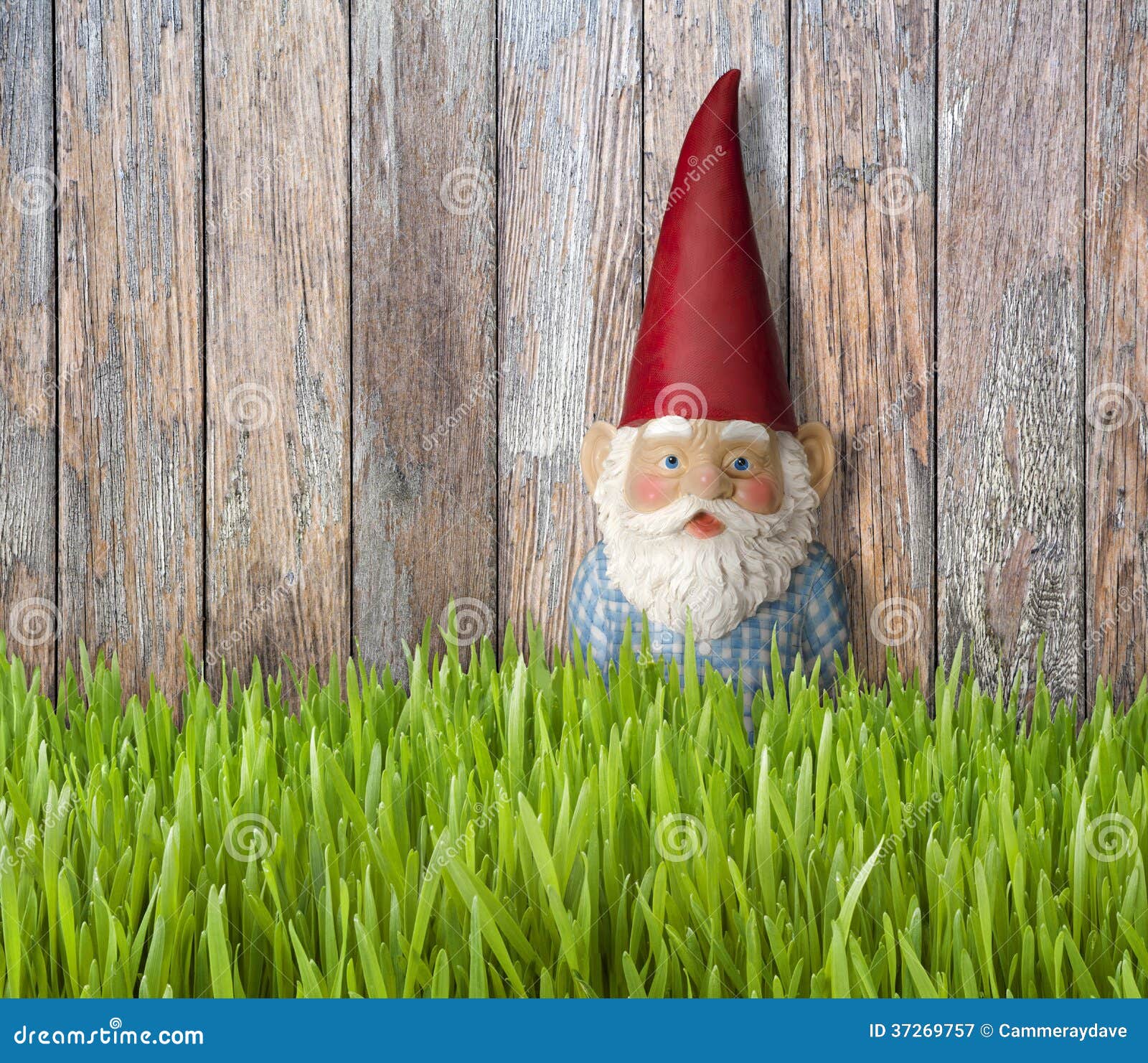 Gnome Gnomes Grass Backyard Summer Background Stock Image - Image of planks, ornament: 37269757 Gnome Gnomes Grass Backyard Summer Background Stock Image - Image of planks, ornament: 37269757