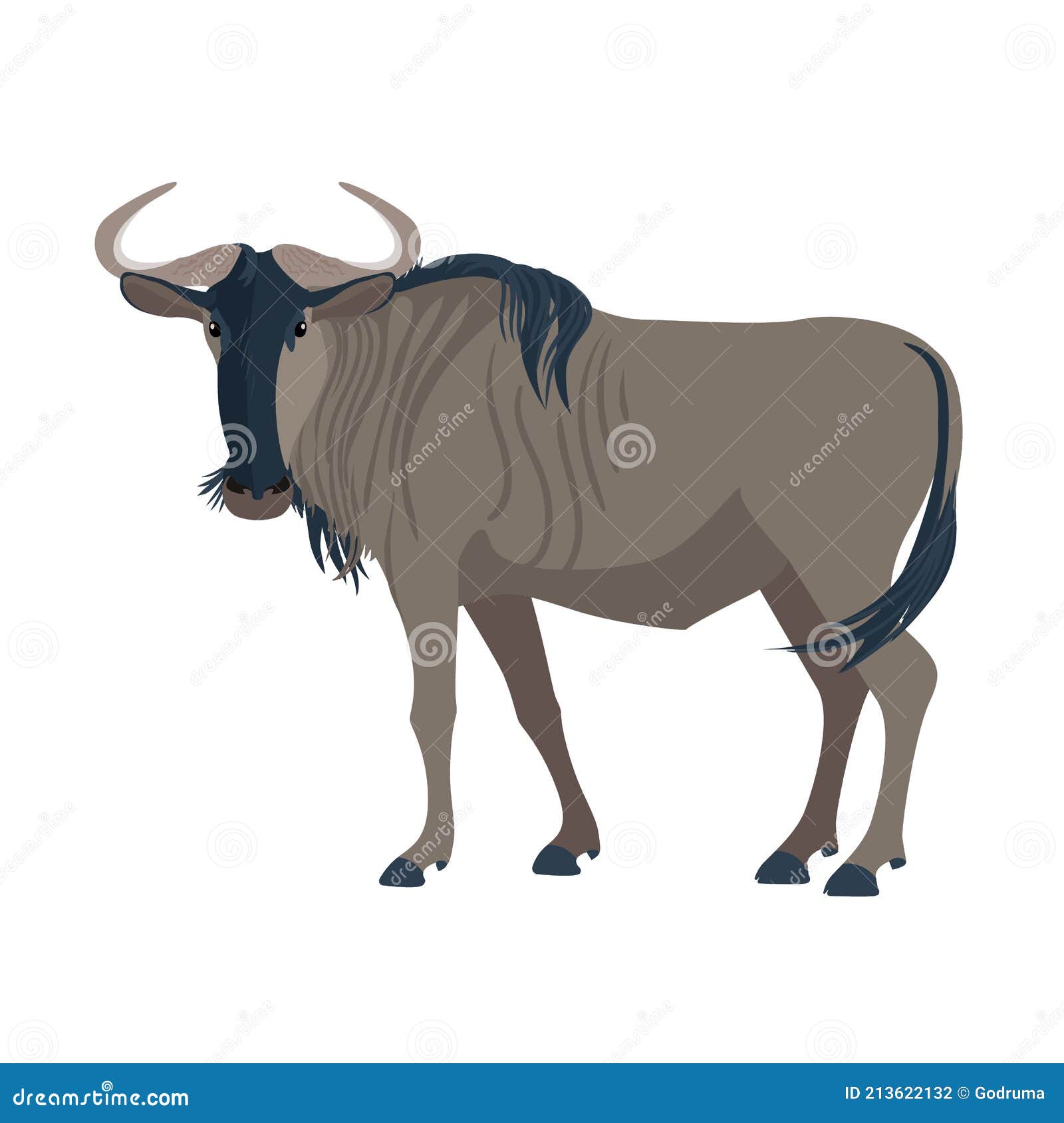 gnu. african wild mammal . wild animal in africa. 