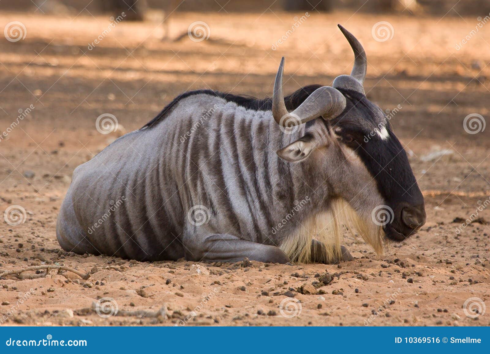 6,441 Gnu Photos - Free  Royalty-Free Stock Photos from Dreamstime