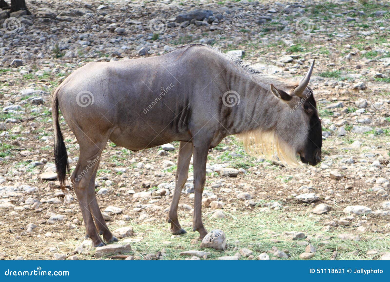 Gnu Wildebeest stock image. Image of grass, game, goats - 51118621