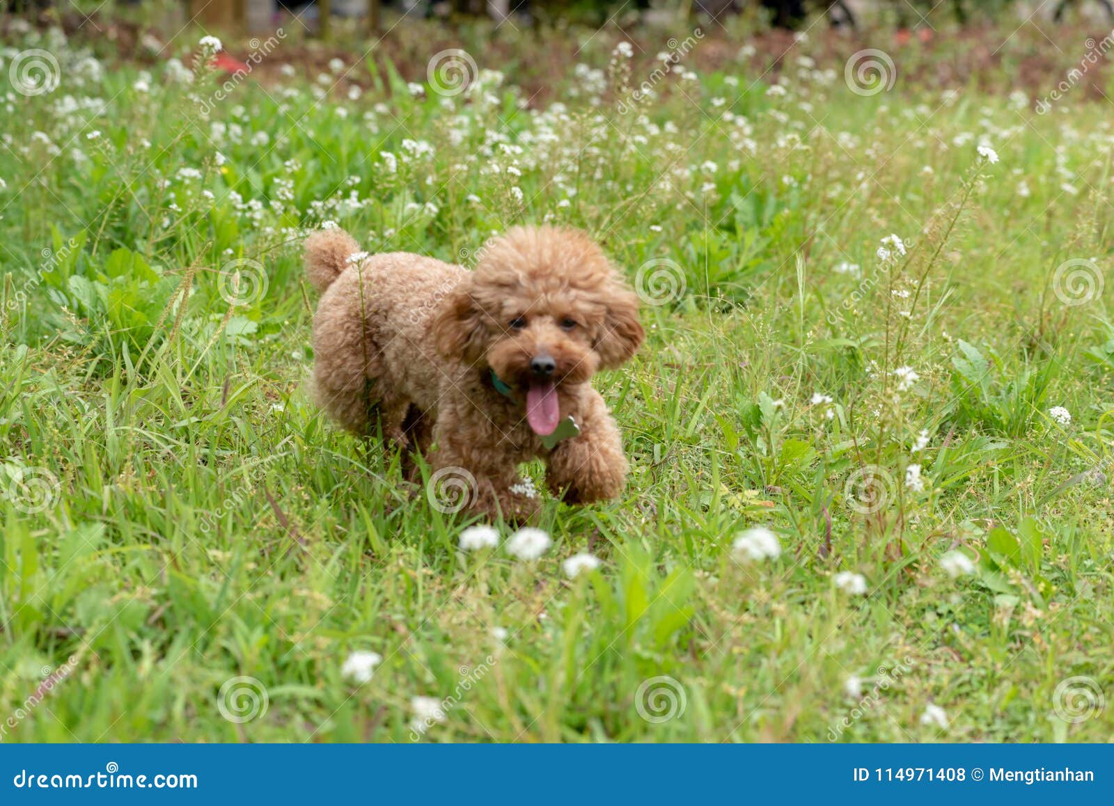 Go Wild On The Grass Poodle Stock Photo Image Of Breed Tempered go-wild-on-the-grass-poodle-stock-photo-image-of-breed-tempered