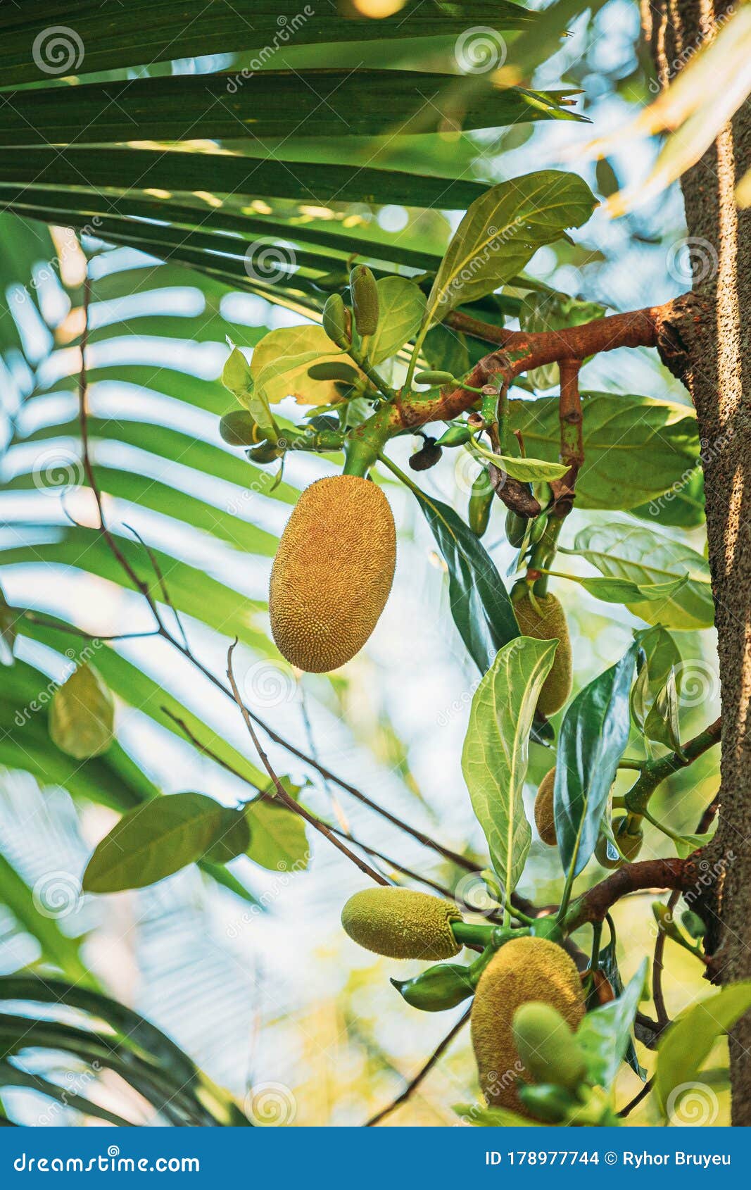 Goa, India. Close View of Jackfruit on Tree Stock Photo Image of food
