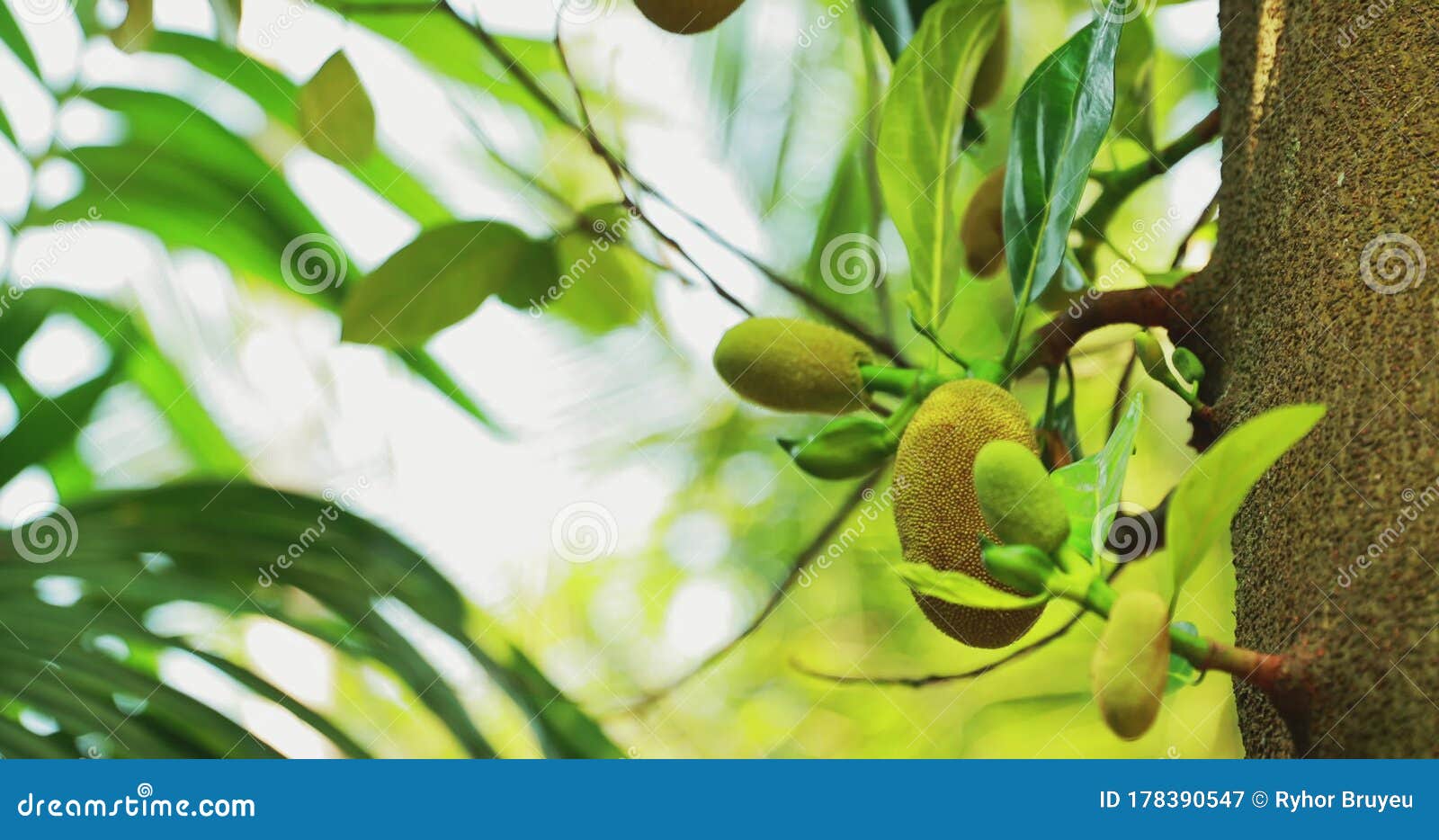 Goa, India. Close View of Jackfruit on Tree Stock Video Video of