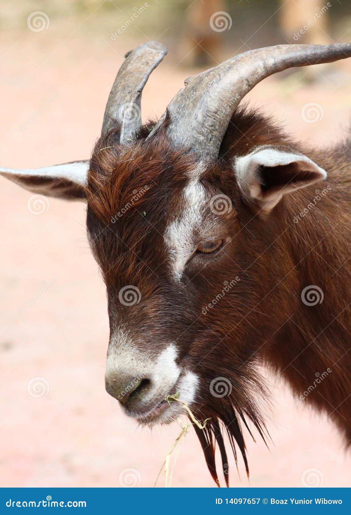 Goat stock image. Image of baby, hair, sheep, antelope 14097657