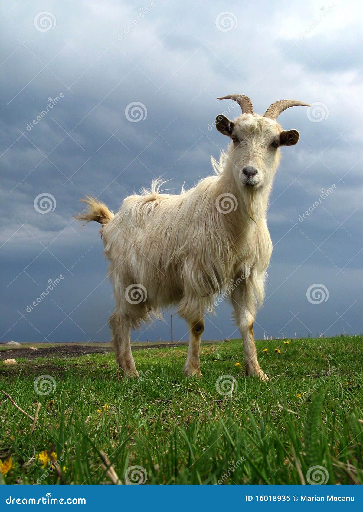 Goat stock image. Image of horned, animal, meat, green - 16018935