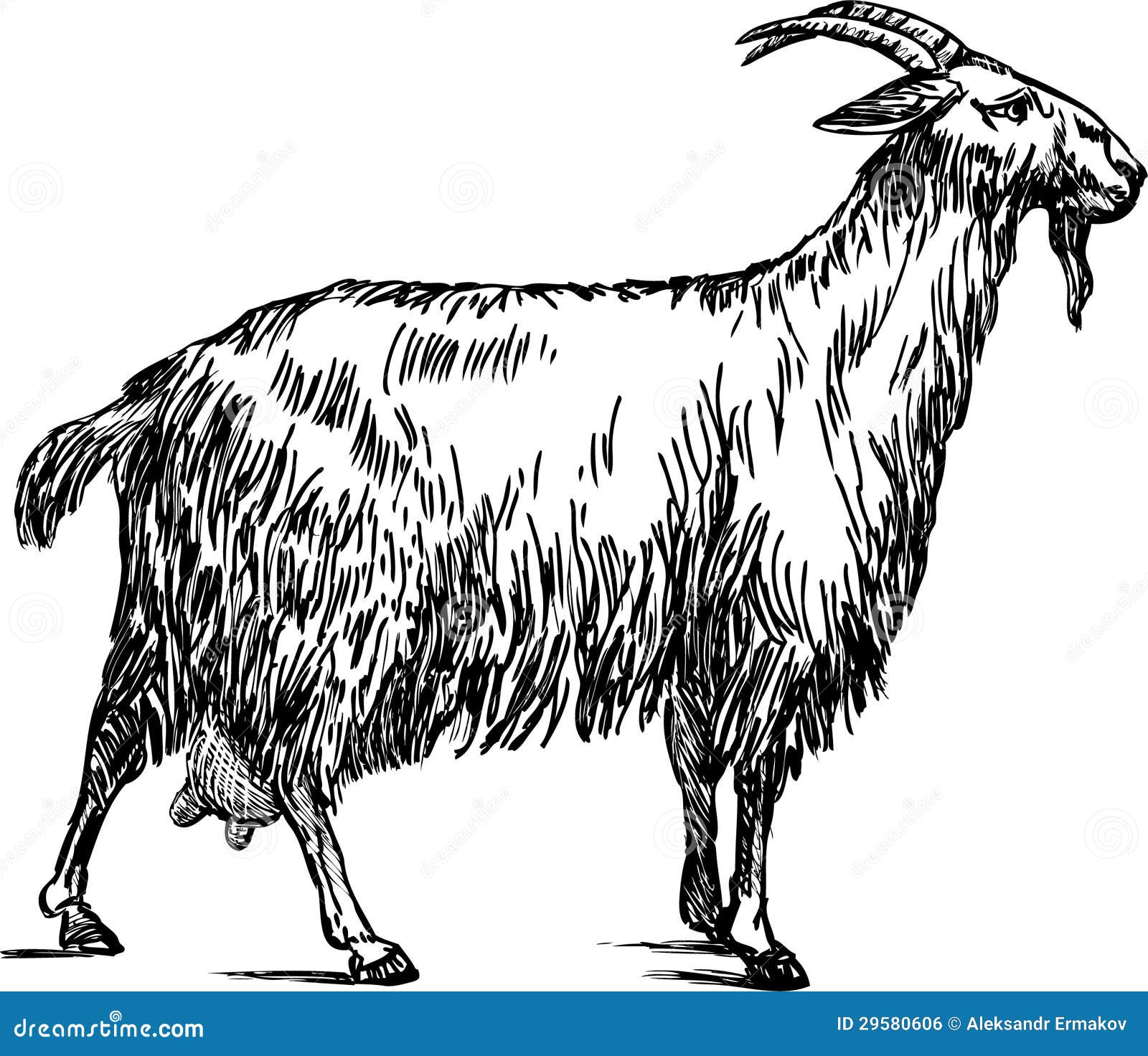 Goat drawing hi-res stock photography and images - Alamy