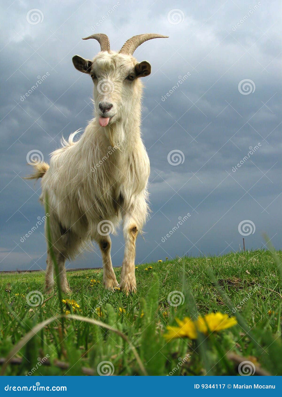 Goat stock image. Image of hairy, young, trophy, animal - 9344117