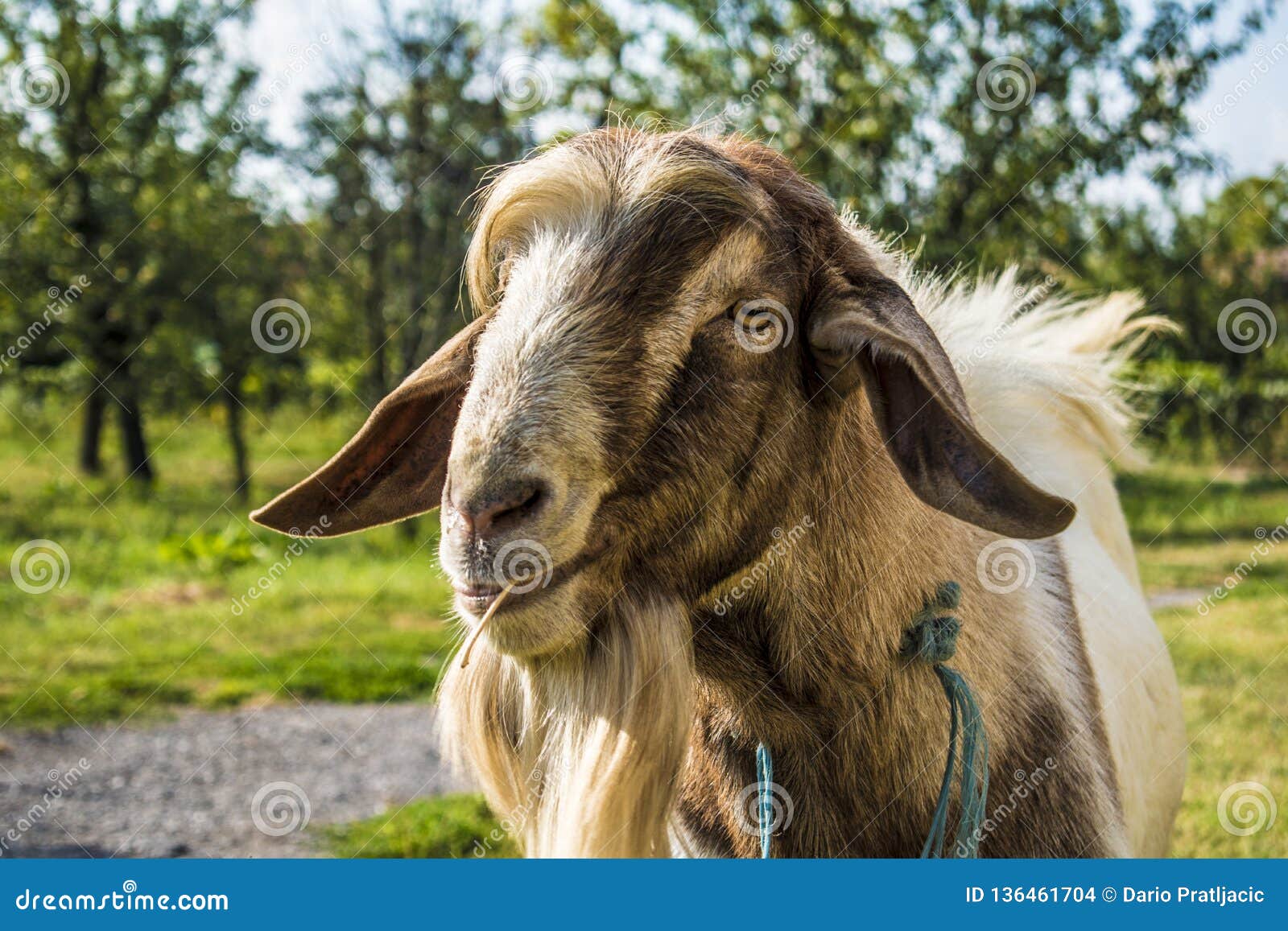 goat/animal in countryside on grass