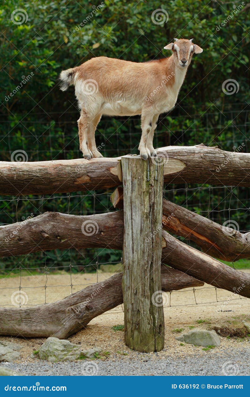 goat-balanced-fence-636192.jpg