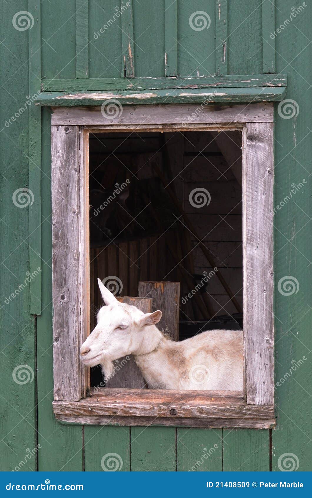 Goat in barn window stock image. Image of green, husbandry 21408509