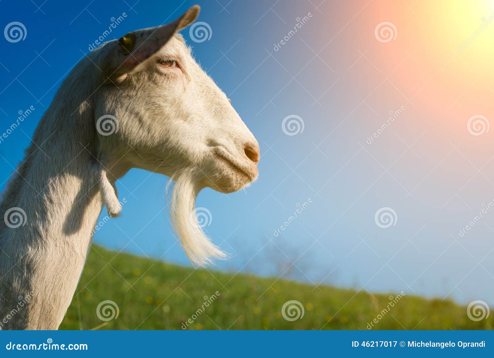 6,809 Goat Beard Stock Photos - Free & Royalty-Free Stock Photos from  Dreamstime