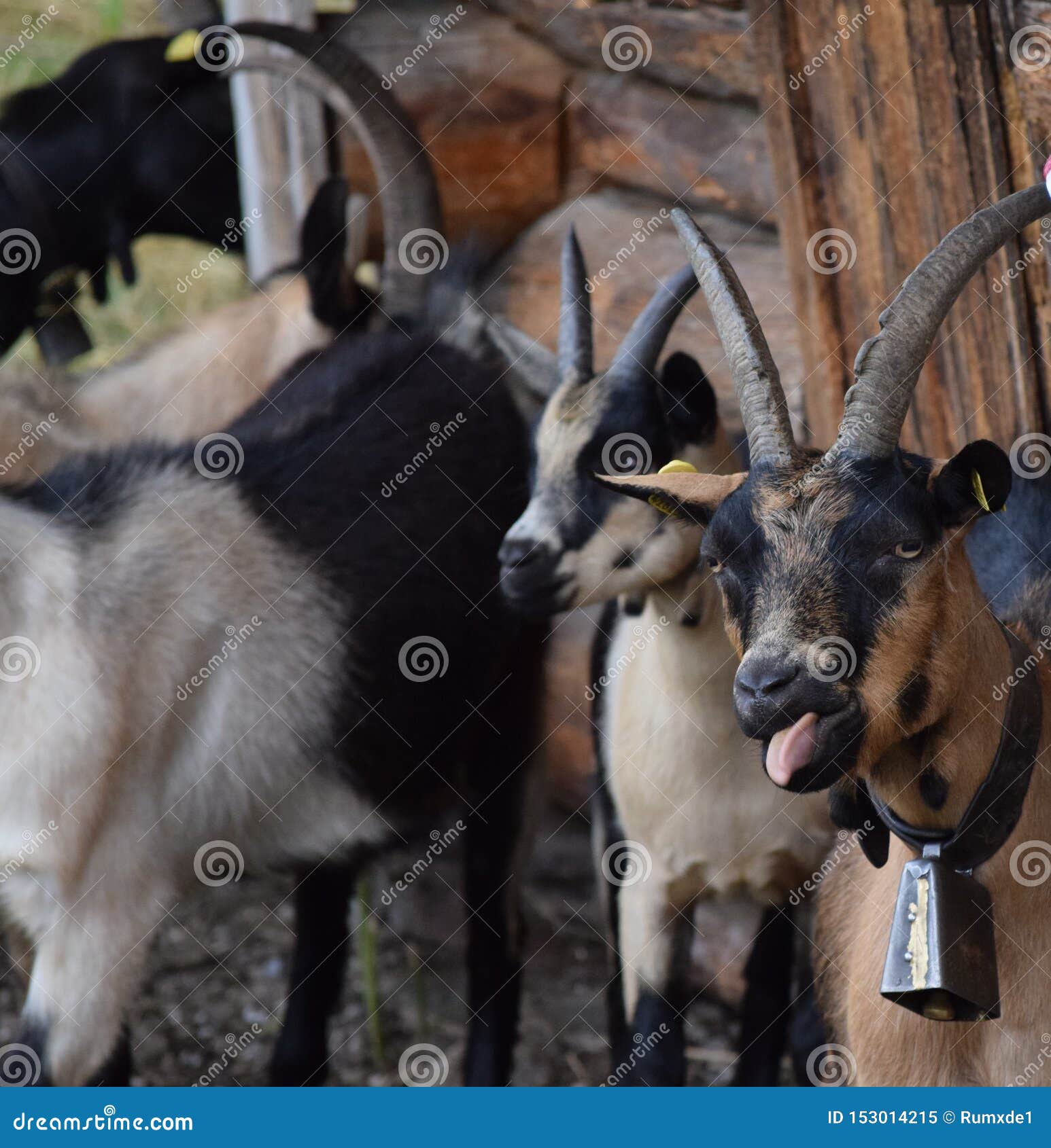 Goat with Bell stock image. Image of goat, baring, leader 153014215