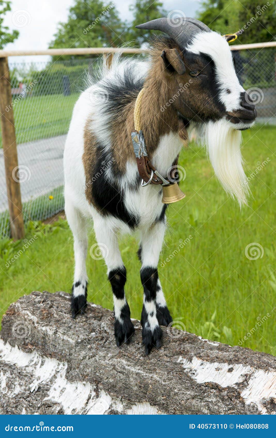 Goat with bell stock photo. Image of outside, horn, goat 40573110