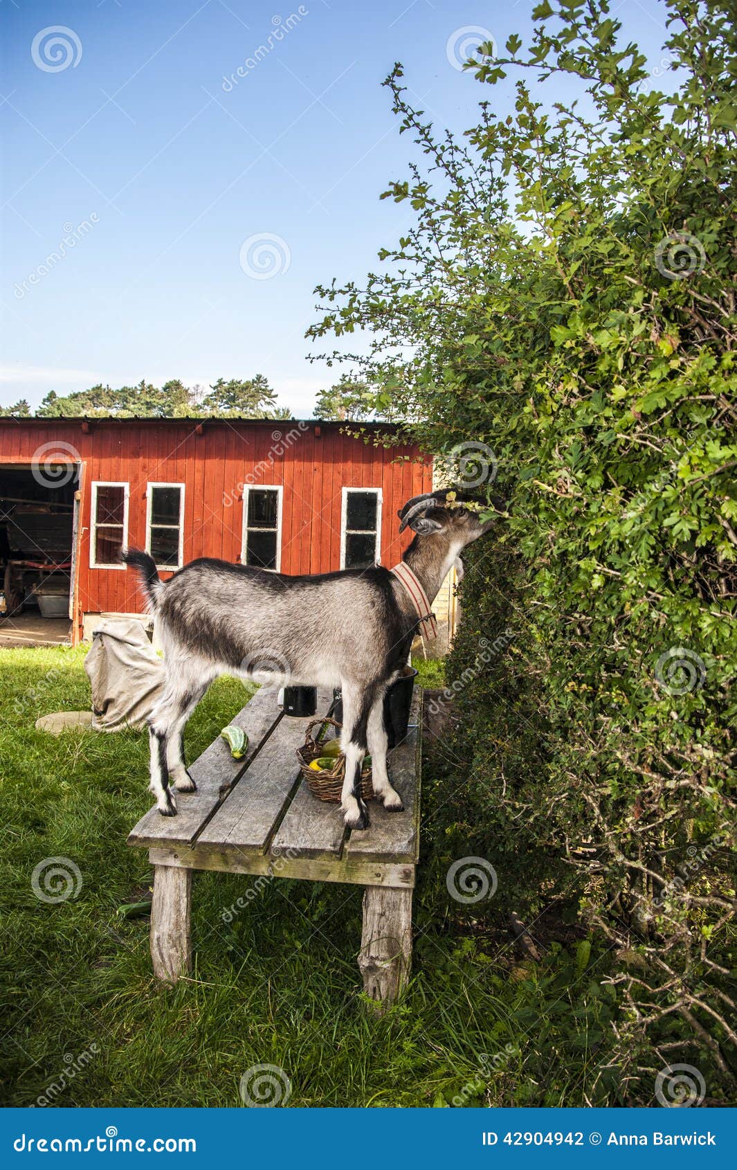 Goat on Bench Eating a Hedge Stock Photo Image of samsacedil, hedge
